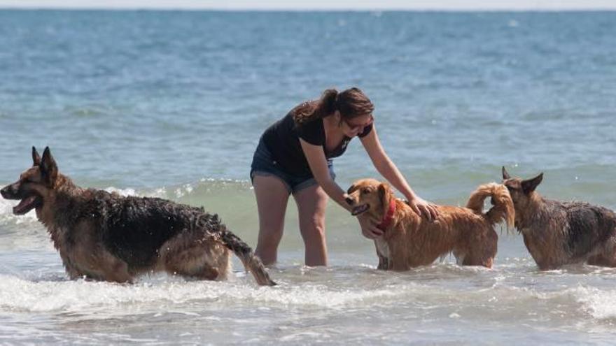 La playa de perros de Alicante acoge una jornada festiva y terapéutica
