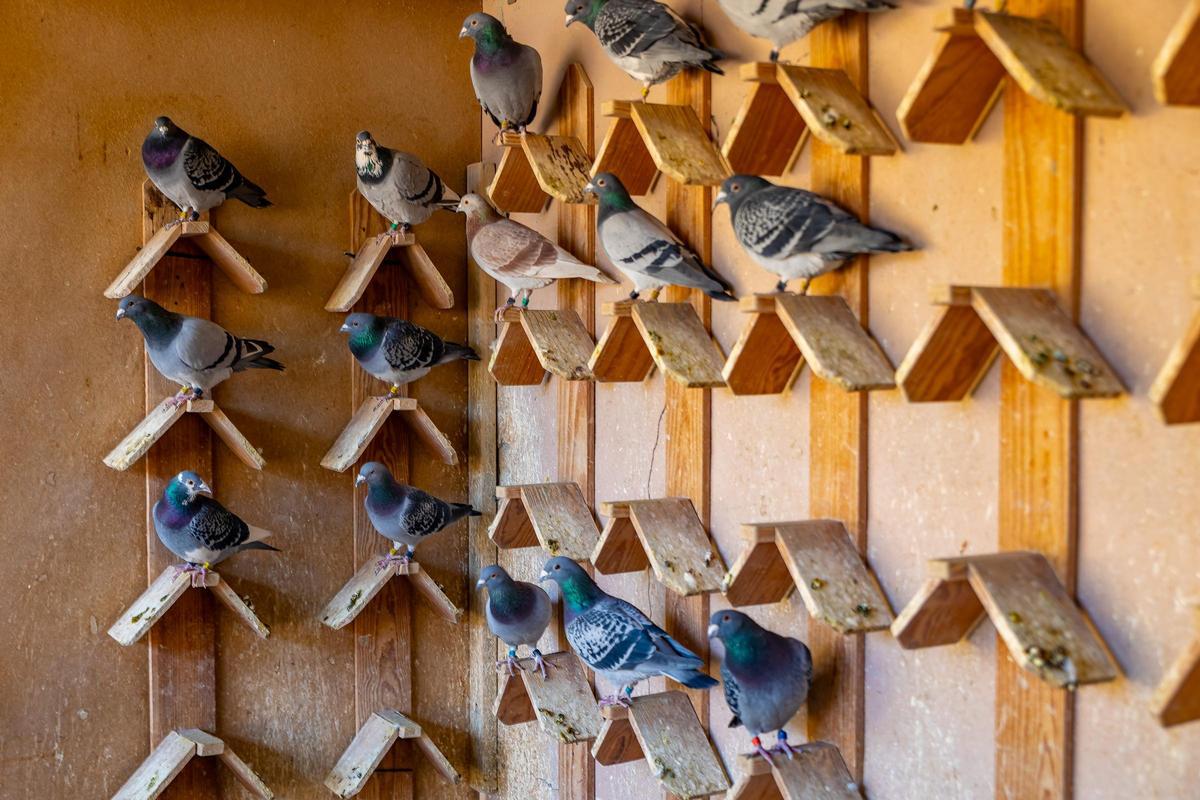 Existen cuatro tipos de competiciones: velocidad, semifondo, fondo y gran fondo, con vuelos de hasta 1.300 kilómetros.