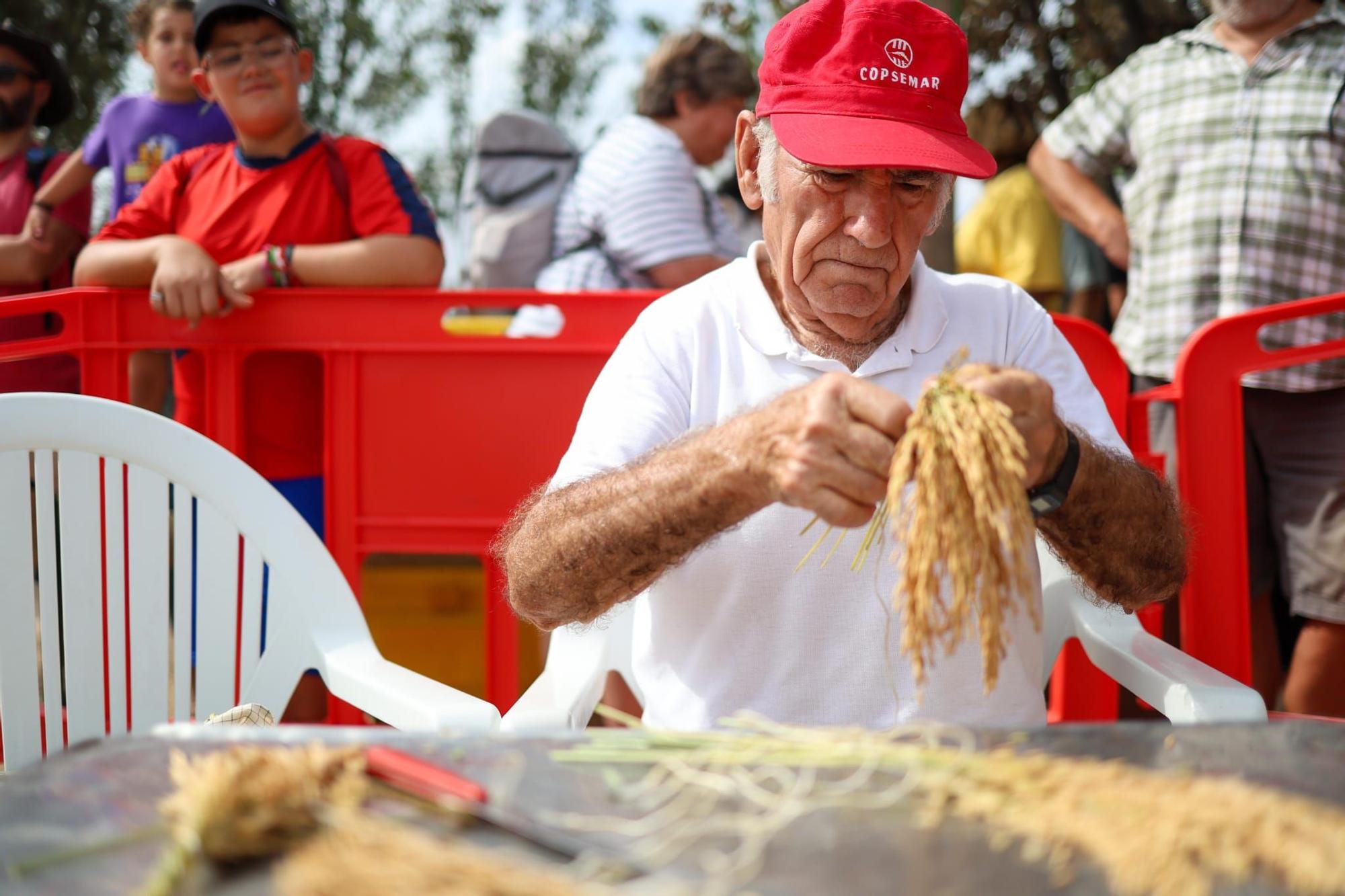 El puerto de Catarroja reúne a 5.000 personas en la Fiesta de la siega del arroz