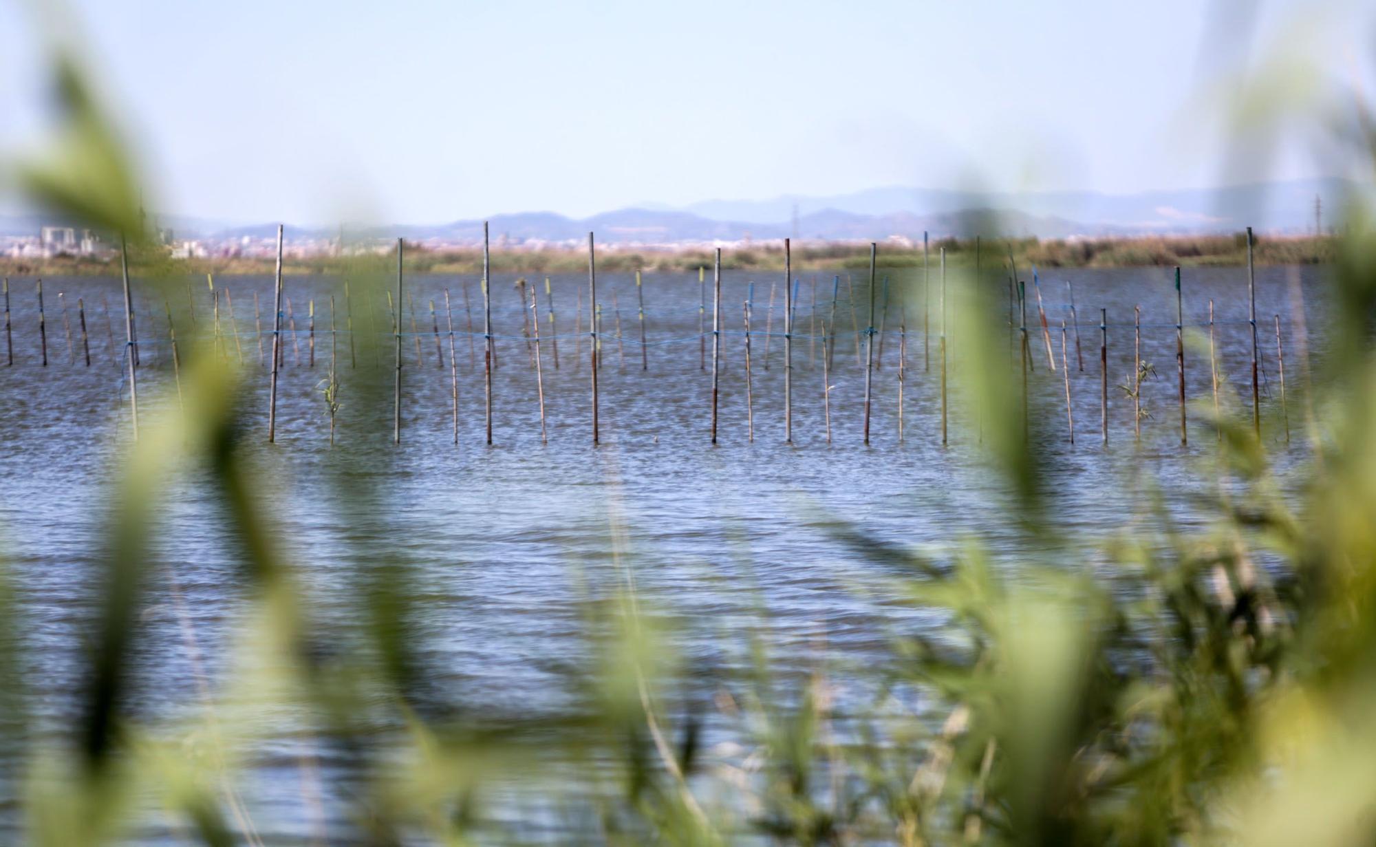 Las mejores imágenes de l'Albufera en el Día Mundial de los Humedales