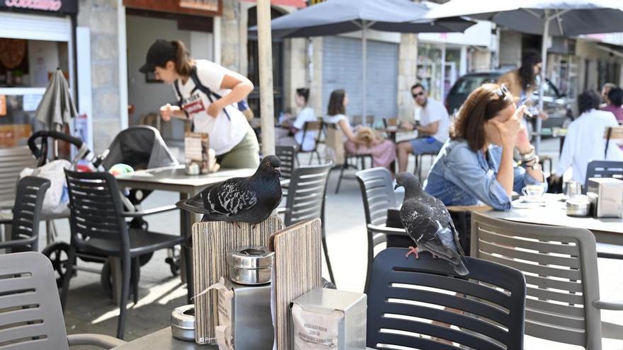 El PP alerta de la invasión de gaviotas y palomas en las terrazas de Pontevedra