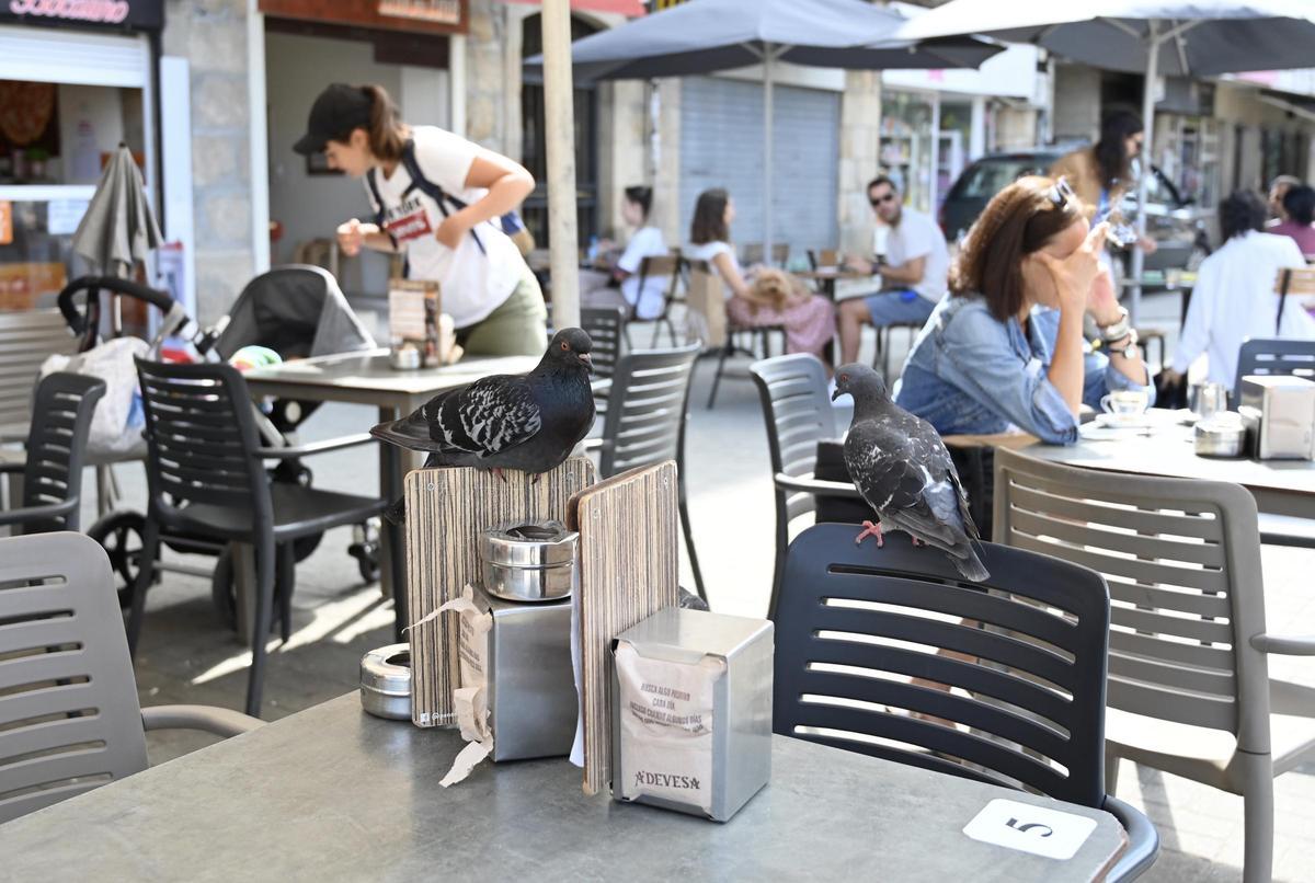 Las palomas como un cliente más en las terrazas de los bares