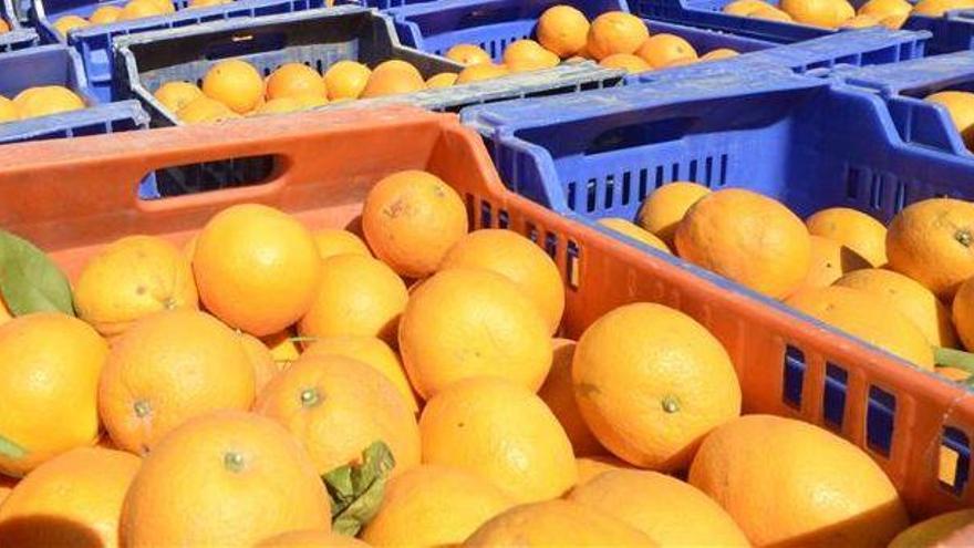 Intervienen 2.300 kilos de naranja en un almacén ilegal sito en Nules