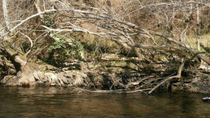 Árboles de ribera del río Arnego, a su paso por Agolada, afectados por la sequía.