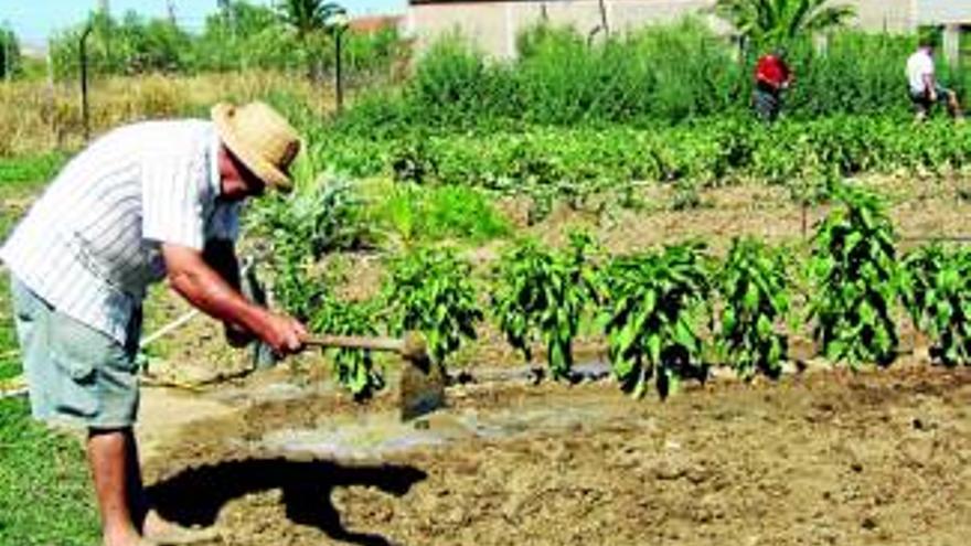 Adjudicada la concesión de 50 huertos familiares municipales en Villanueva