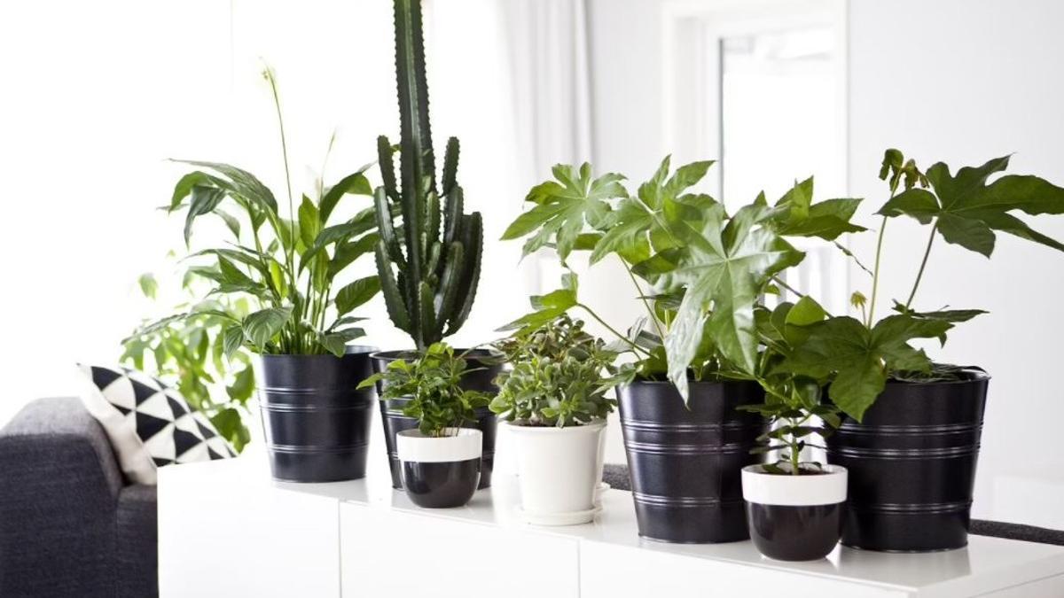 ¿Tienes mucha humedad en casa? Esta es la planta de Ikea que te ayudará a eliminarla de la manera más natural.