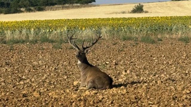 Uno de los ciervos abatidos en Fuente Encalada.