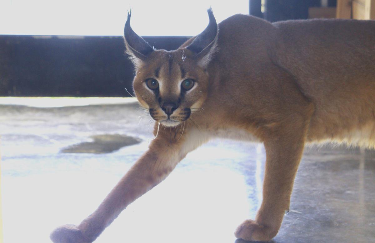Caracal Jakar en AAP en Villena.