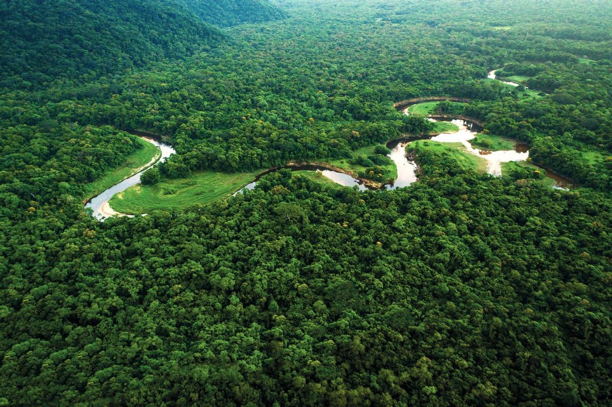 Reserva de mata atlántica del  Sudeste, Brasil.