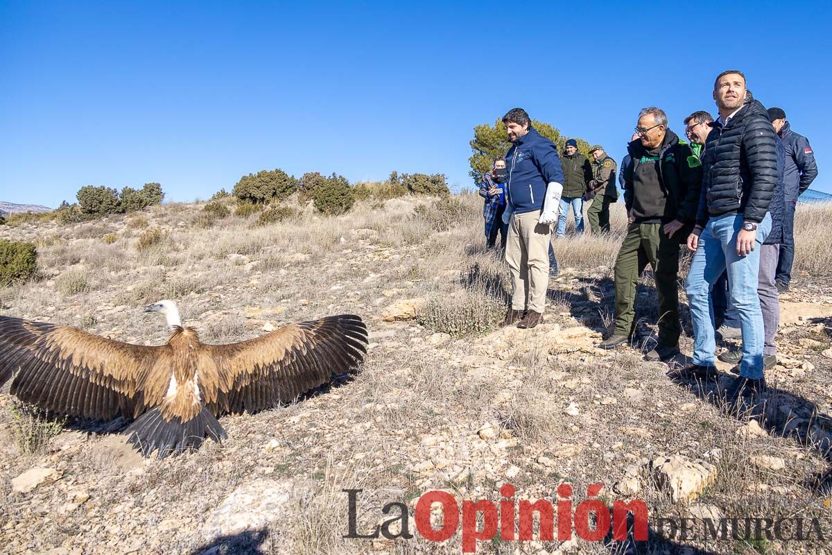 Suelta de dos buitres leonados en la Sierra de Mojantes en Caravaca