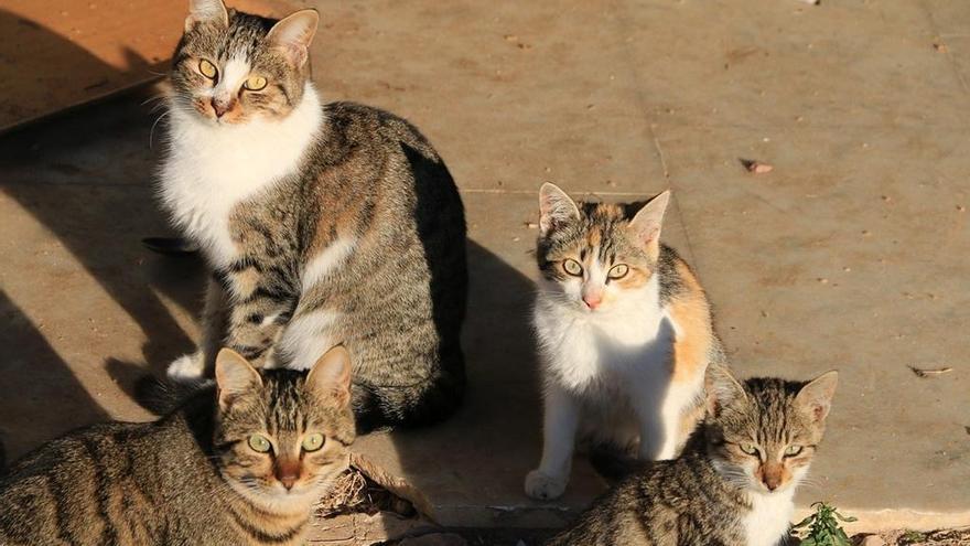 A Sant Julià de Ramis busquen un &quot;alimentador de gats&quot;