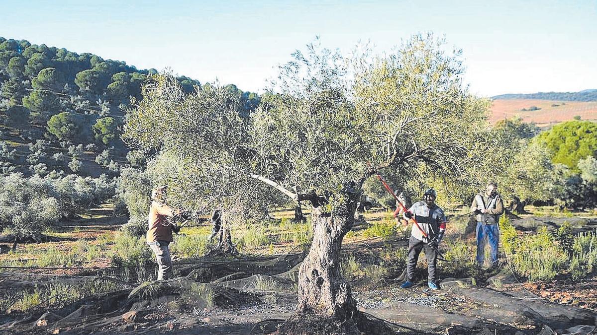 Jornaleros recogiendo aceituna en un olivar de Pozoblanco.