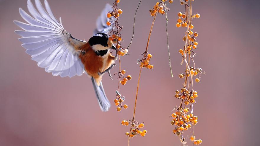 Venta ilegal de aves en redes sociales e internet: la nueva amenaza para especies protegidas