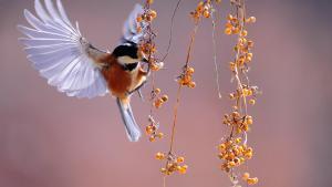 La venta ilegal de aves en redes va en aumento