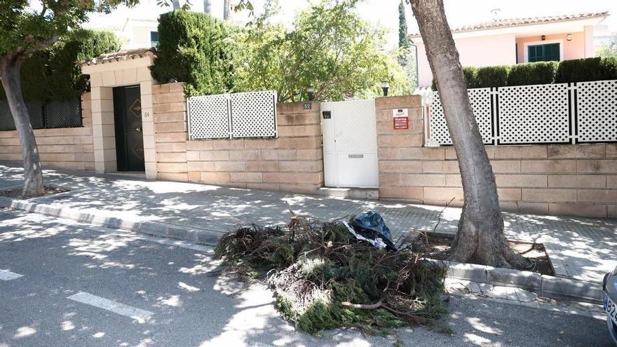 Un panal de avispas germánicas en Mallorca: «Temíamos que nuestros familiares resultaran heridos»