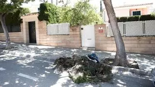 Un panal de avispas germánicas en Mallorca: «Temíamos que nuestros familiares resultaran heridos»