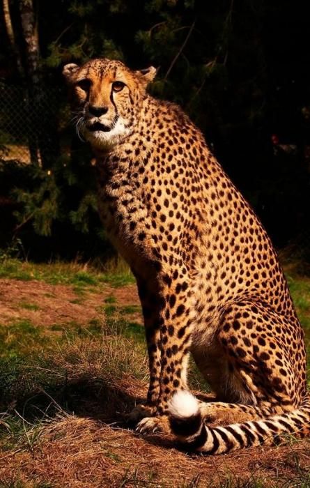 Dos hembras de guepardo se unen a la familia del Oasis Park Fuerteventura