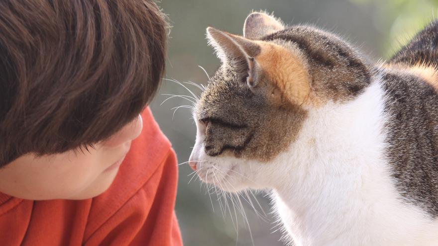 Eine Katze macht man mit Brot und Käse gefügig