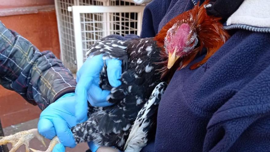 Valencia | Confiscan diez gallos de pelea y un cachorro de loba en un  criadero de Natzaret