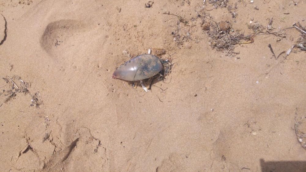 La carabela portuguesa sigue siendo peligrosa fuera del mar por lo que hay que evitar tocarla o pisarla cuando está en la arena