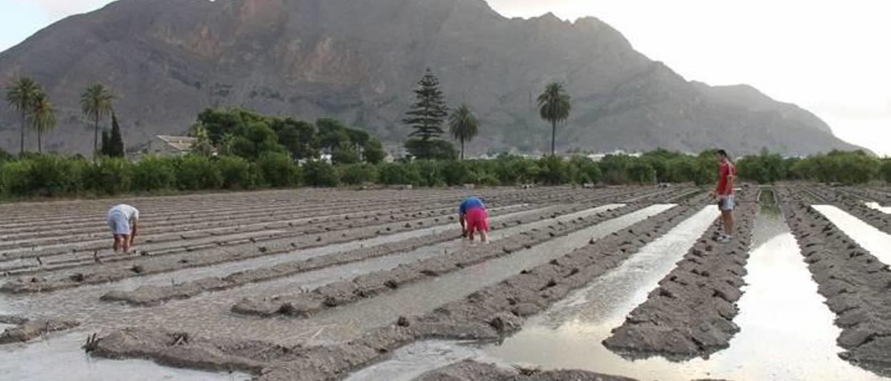 Imagen de la Asociación Alcachofa Vega Baja del Segura.