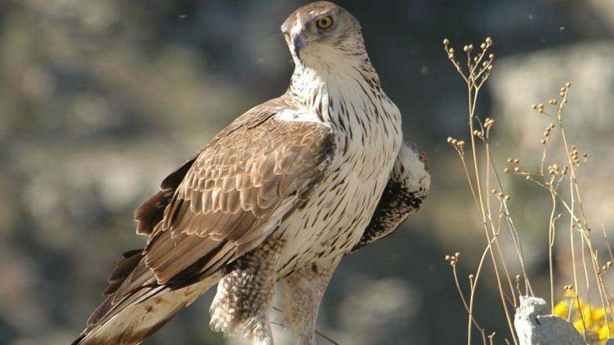 Una águila perdicera, especie en extinción, hallada muerta por un tiro