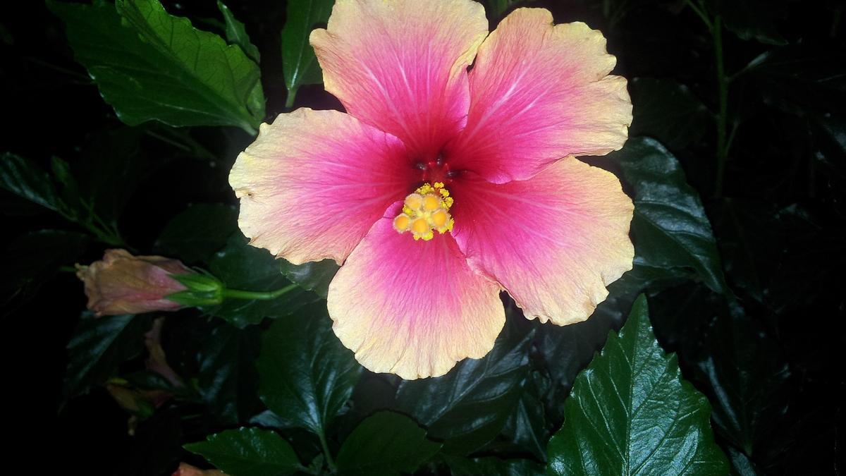 CAYENA FLOR | La planta con flores bicolores que puedes tener en casa para  dormir mejor