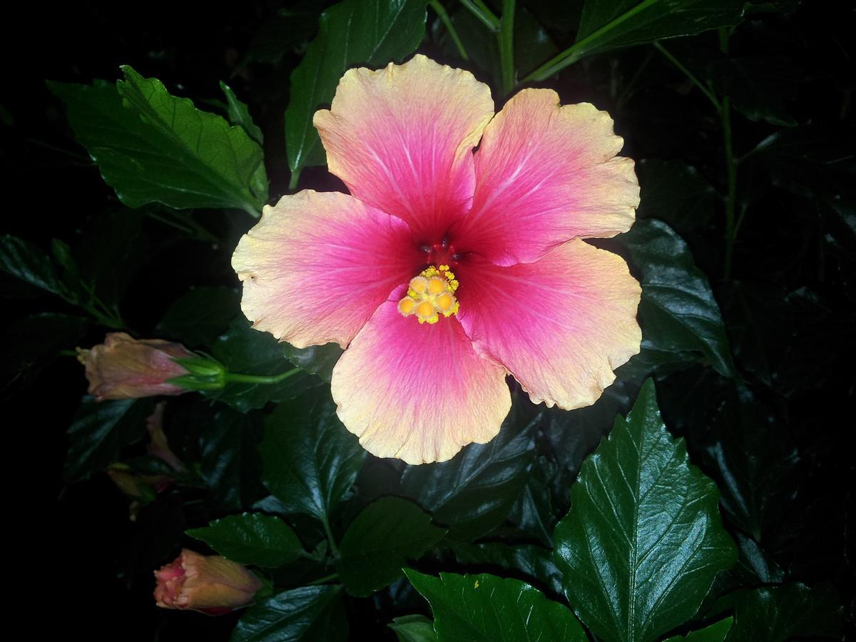 Las flores de la cayena pueden ser de varios colores