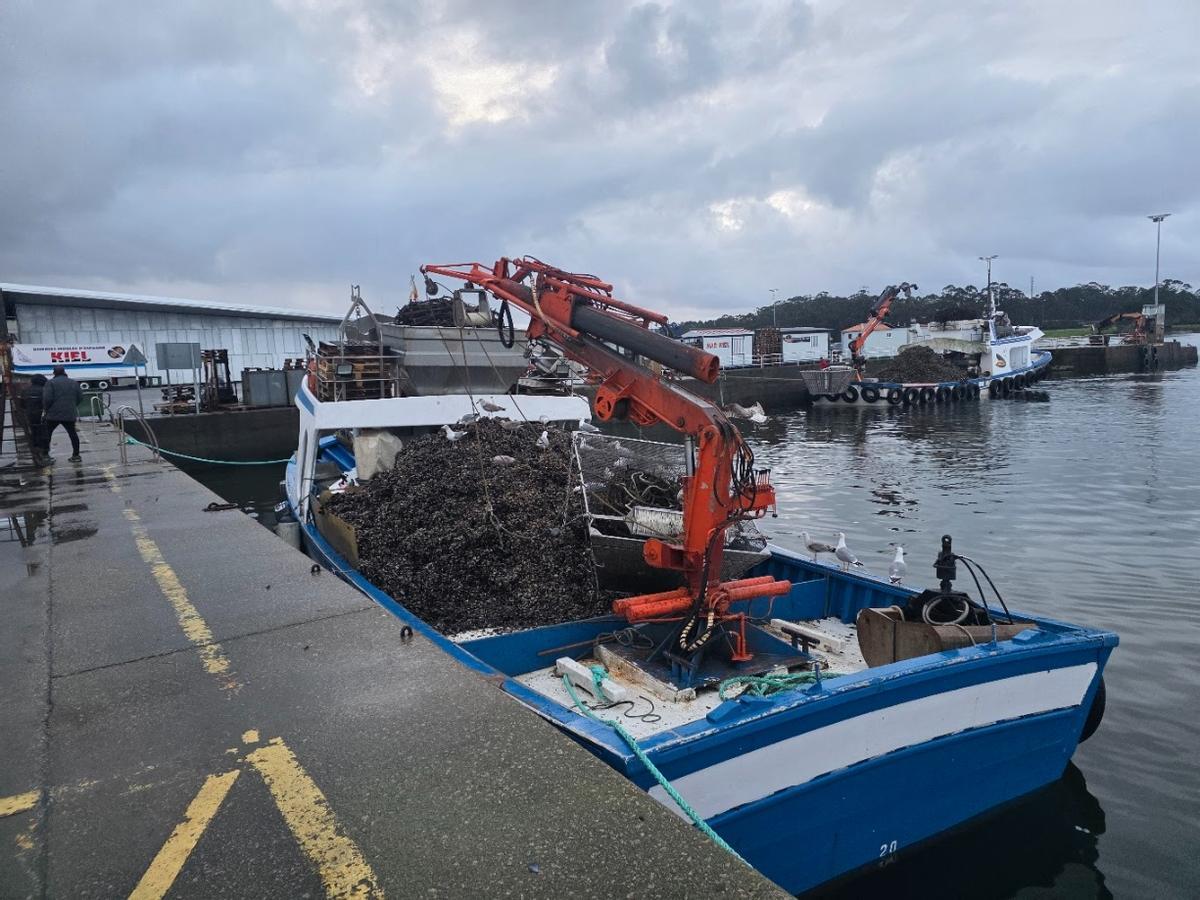 Una barcada de mejillón de Meloxo (O Grove) descargada en Vilanova, esta mañana.