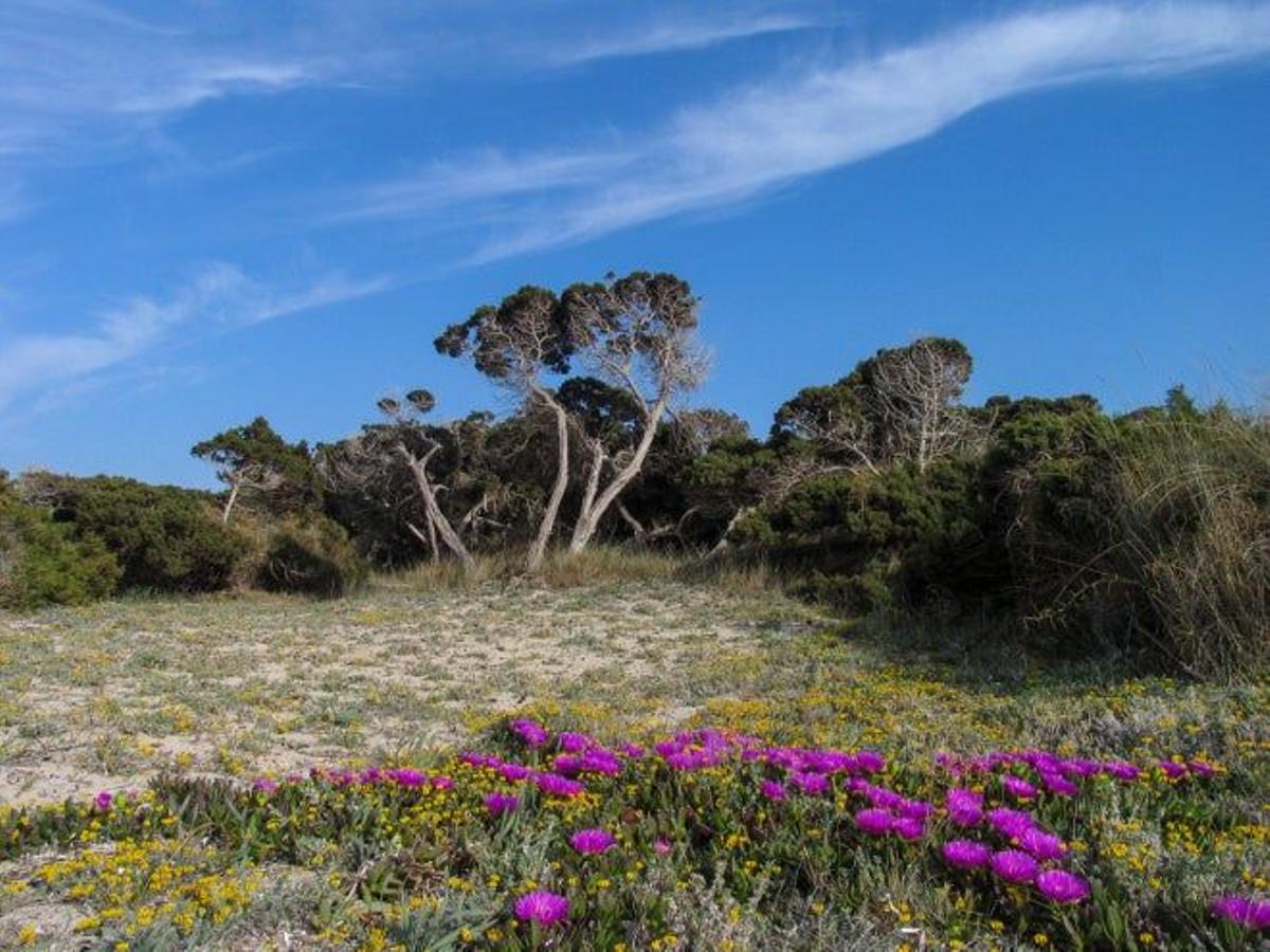 La riqueza ecológica de Formentera, deja paisajes como este.