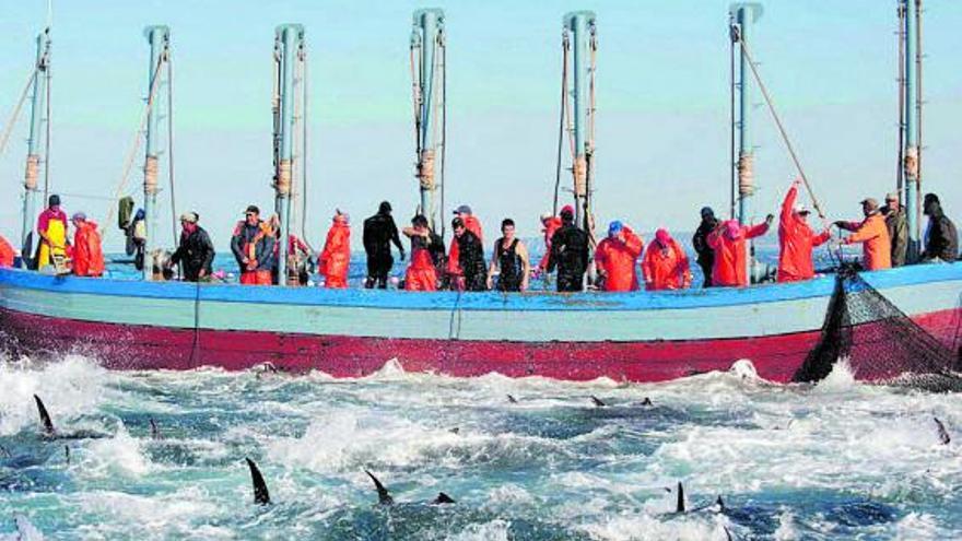 Pescadores gaditanos capturan atunes rojos salvajes. | Petaca Chico