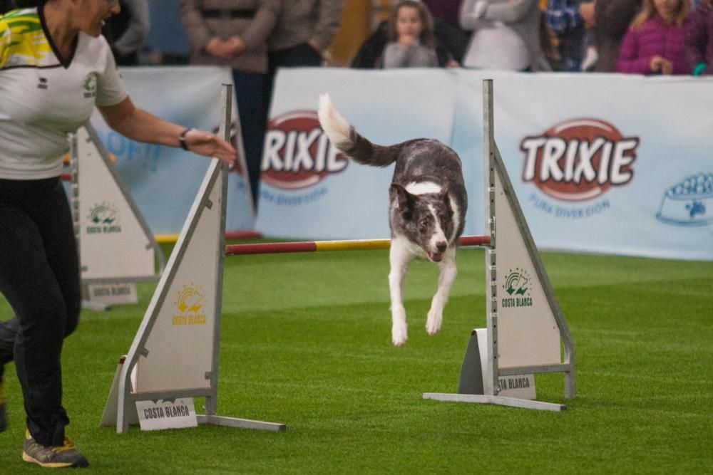 La Mascotada da brillo a Expocachorro