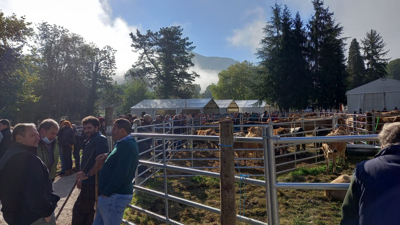 Así fue la feria de Santa Teresa en Piloña: mucha participación pero precios bajos