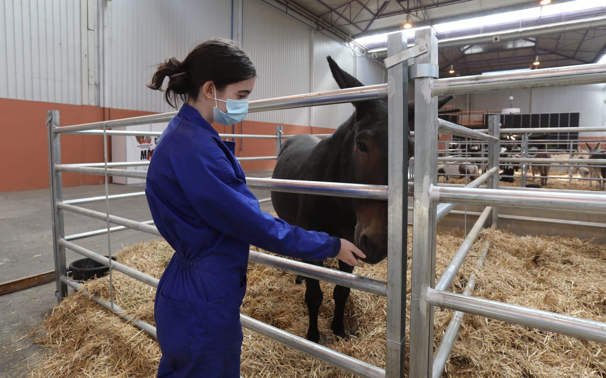 FOTOGALERÍA | La industria ganadera devuelve la alegría a la Feria de Zaragoza