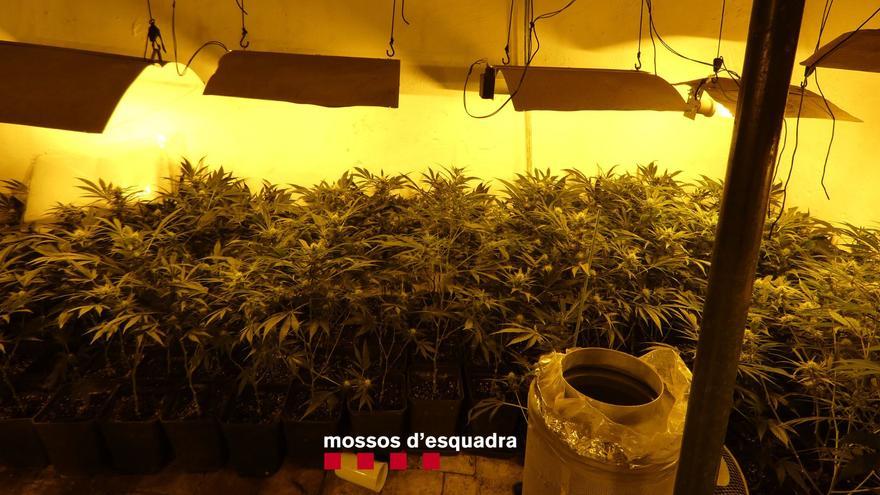 Descobreixen un cultiu de més de 300 plantes de marihuana a ple centre de Cabanes