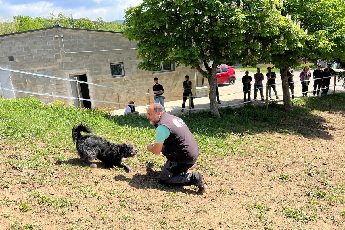 Un dels participants en el curs densinistrament de gossos tofonaires