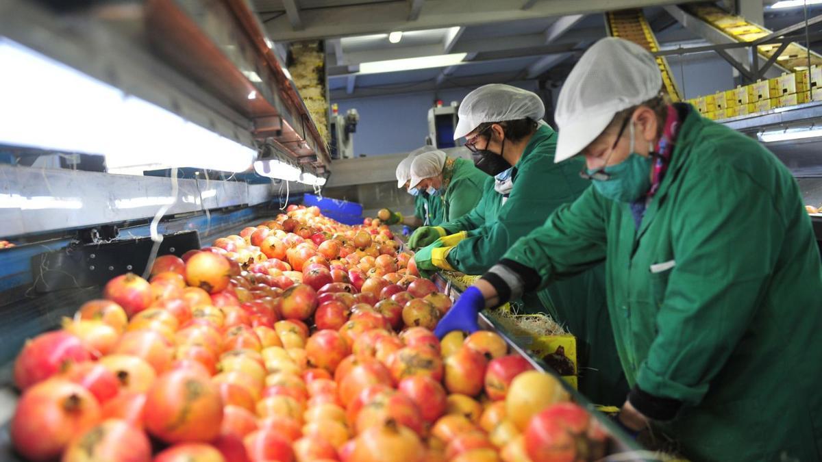 Trabajadoras de la Cooperativa Cambayas preparando la granada mollar, ayer, de cara a la campaña navideña.