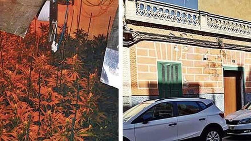 Parte de las 225 plantas de cannabis sativa que fueron incautadas por los agentes en la casa (izquierda) y la vivienda deshabitada donde la PolicÃ­a Nacional intervino una plantaciÃ³n de marihuana en Palma.