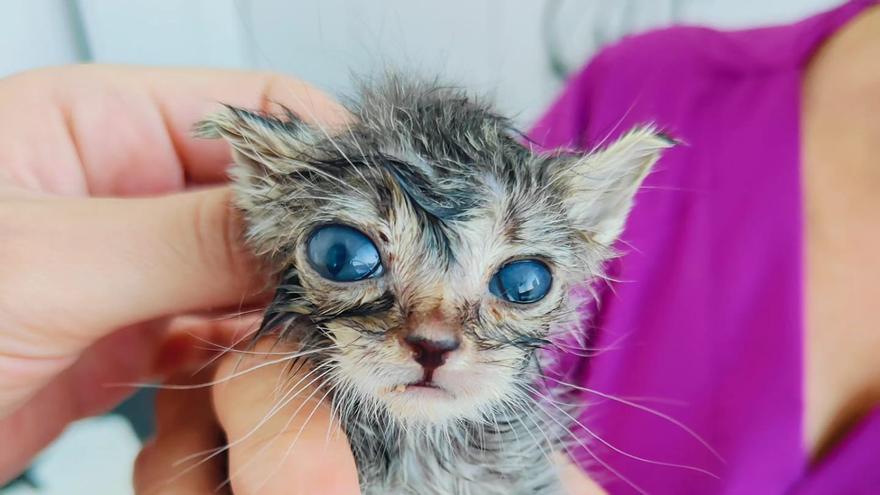 Abandonan una gatita de tres semanas mutilada dentro una bolsa en Baiona