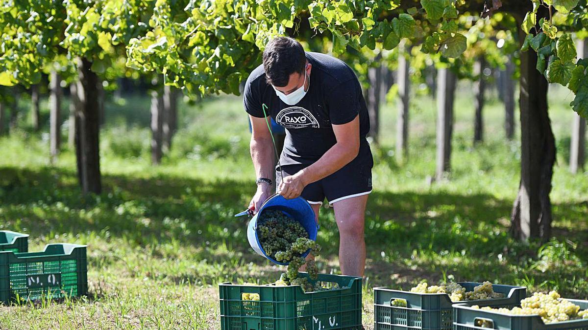 Un hombre recoge las uvas durante la campaña de este año marcada por el coronavirus. |   // GUSTAVO SANTOS