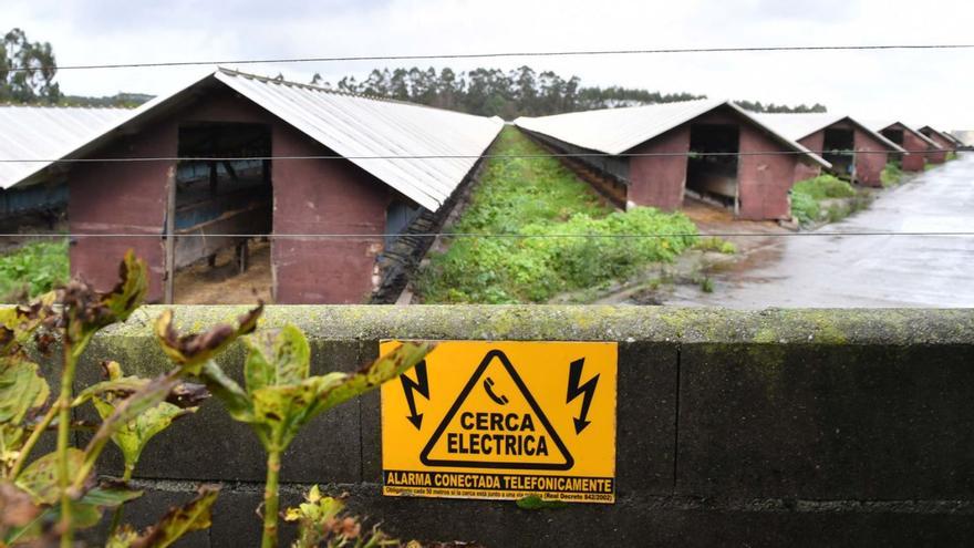 Imagen de la granja donde
se produjo el brote, en Carral,
A Coruña. // Víctor Echave