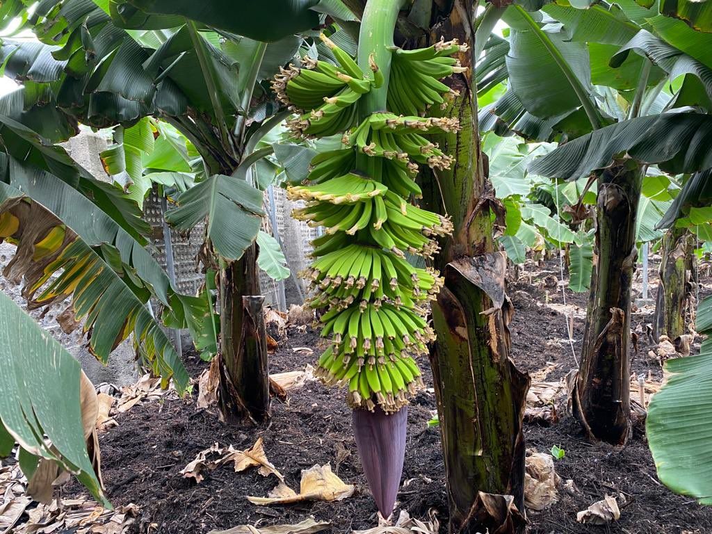 Piña de plátanos regada con agua de desaladoras al sur de las coladas del volcán de La Palma.