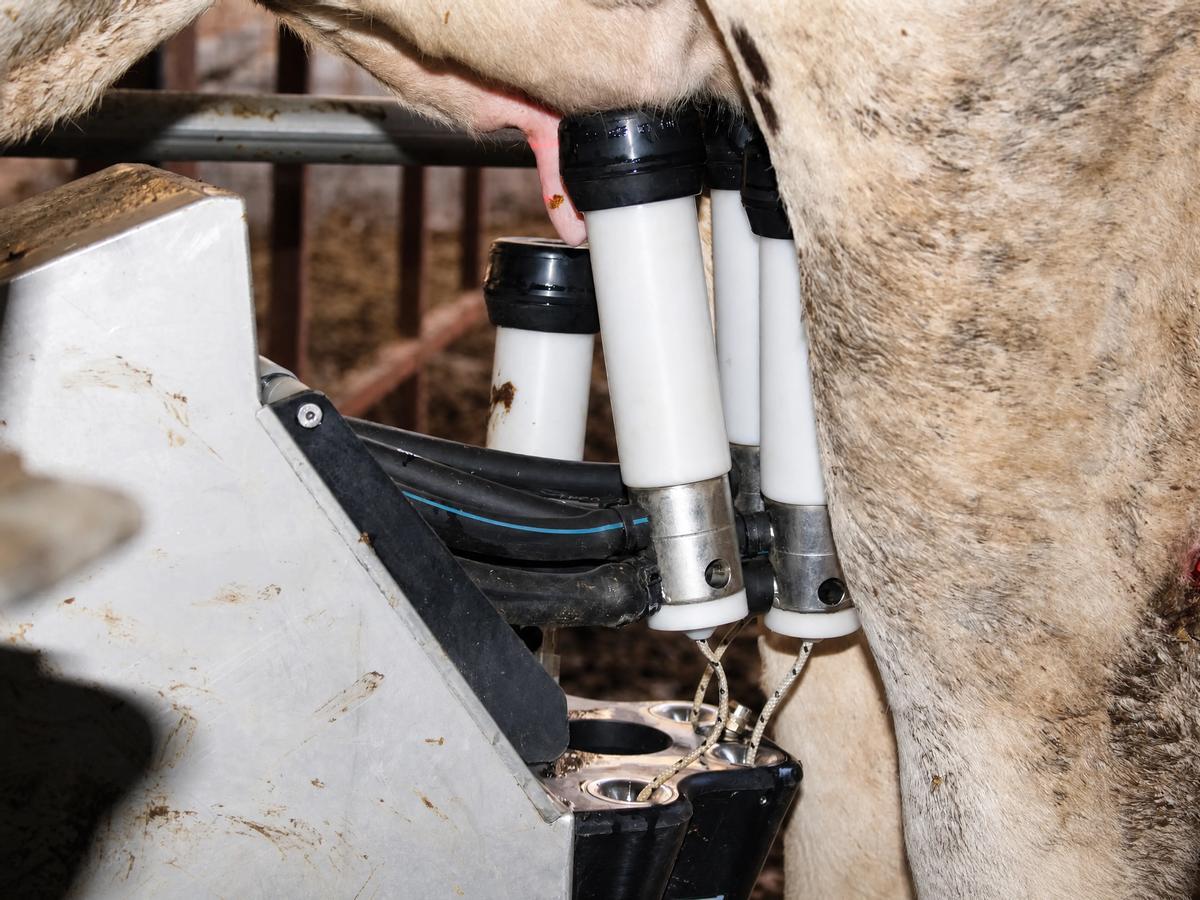 El robot extrae leche de la vaca.