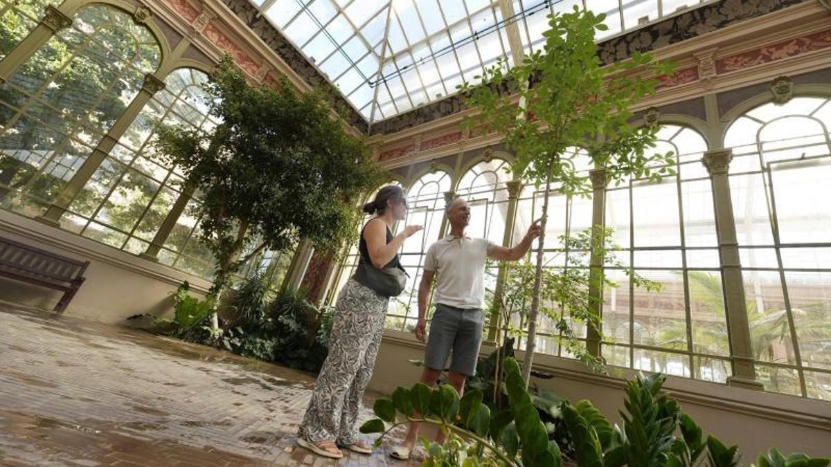 Francesca Estrada y Marc Valls, junto al baobab, en el Hivernacle de la Ciutadella, el pasado miércoles.