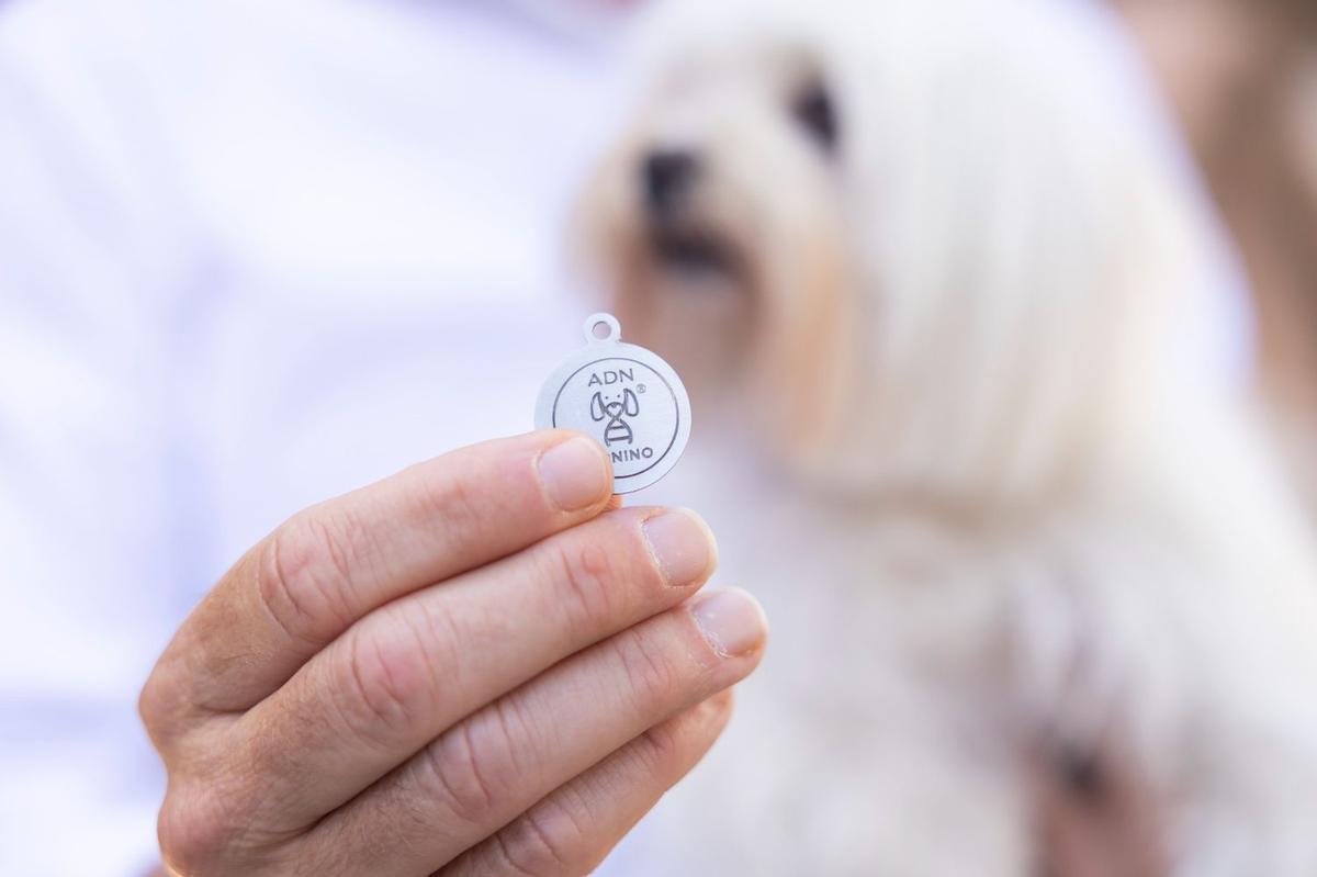 Imagen de la chapa identificativa que acredita que el perro ya está inscrito en el registro con ADN.