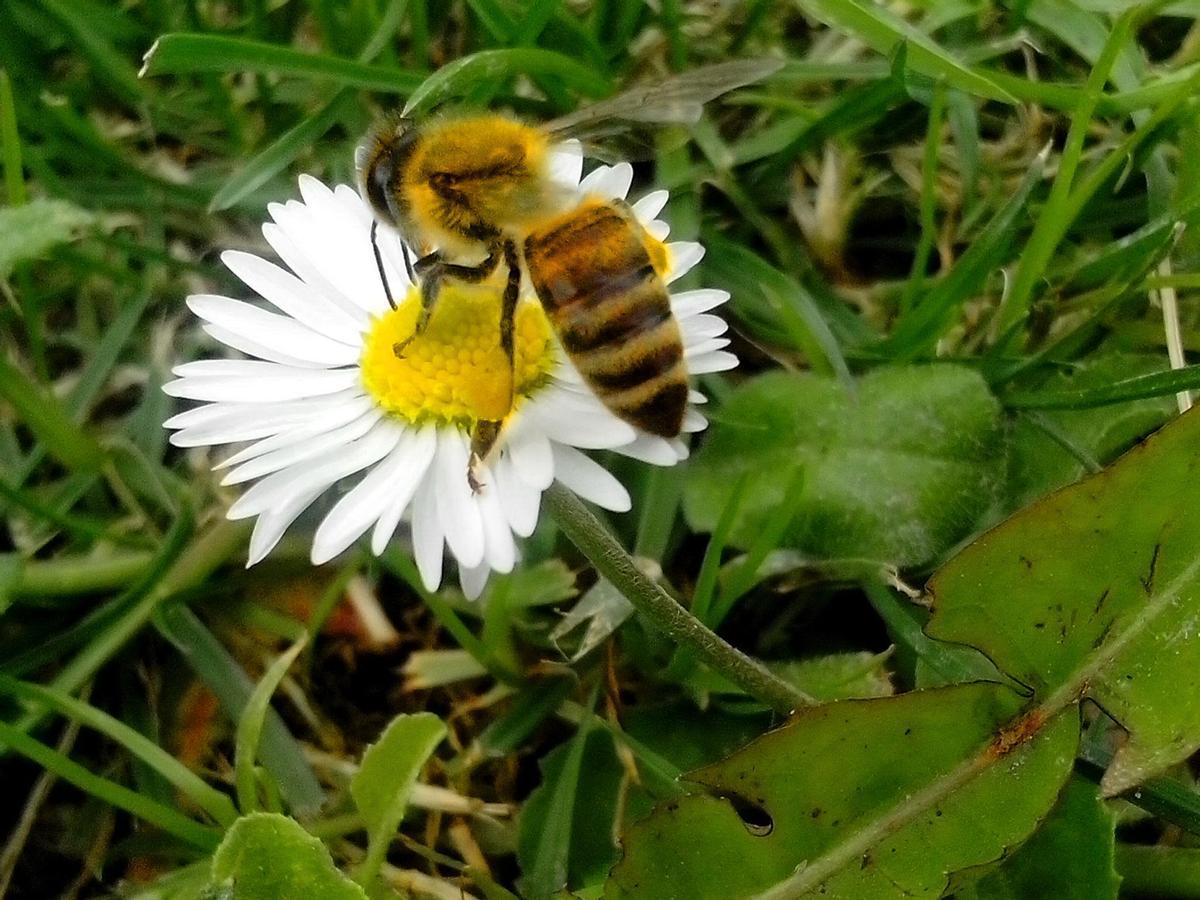 Abeja polinizando una flor