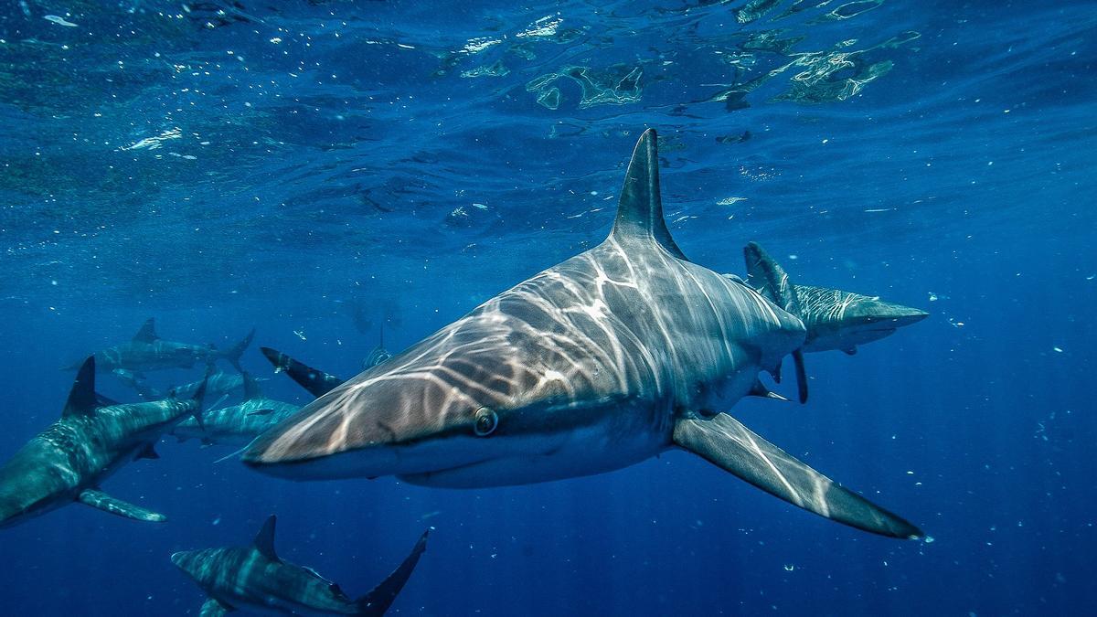 La comunidad internacional aumenta la protección de los tiburones