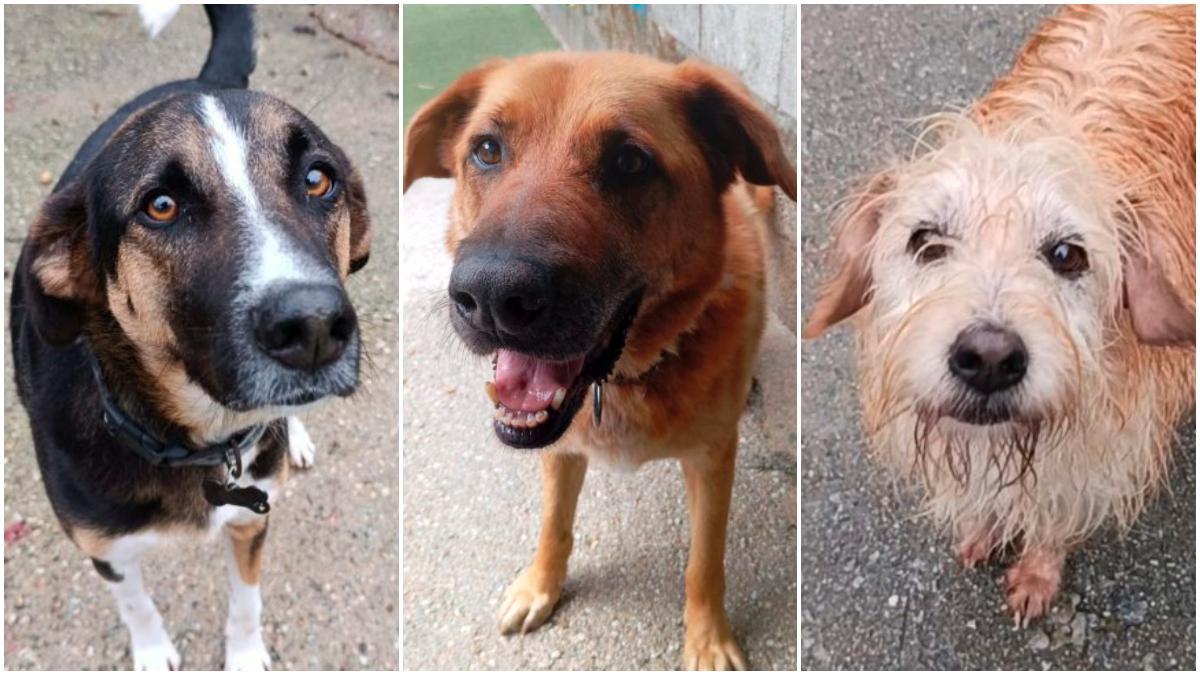 Lego, Ney y Dano, tres perros en adopción.