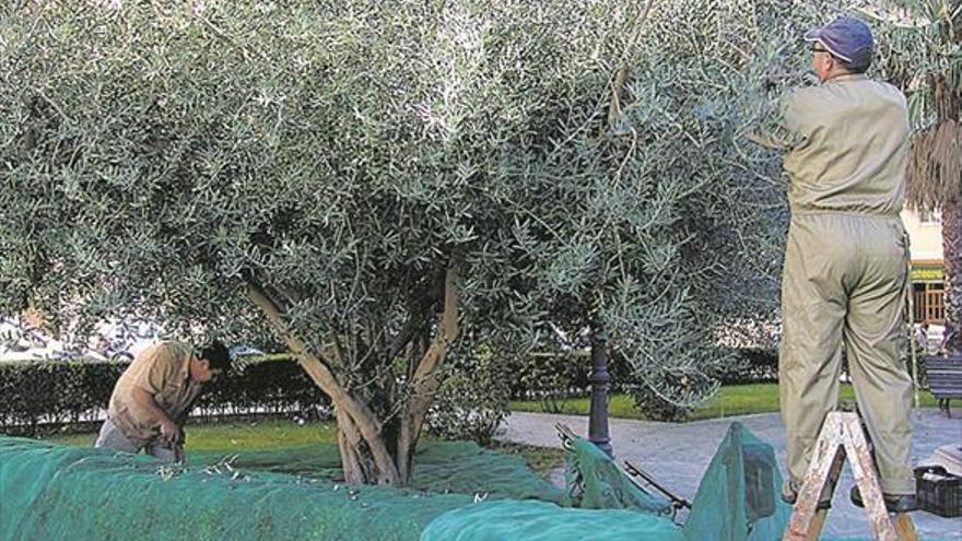 Recolectan más de dos toneladas de aceitunas en parques de Segorbe