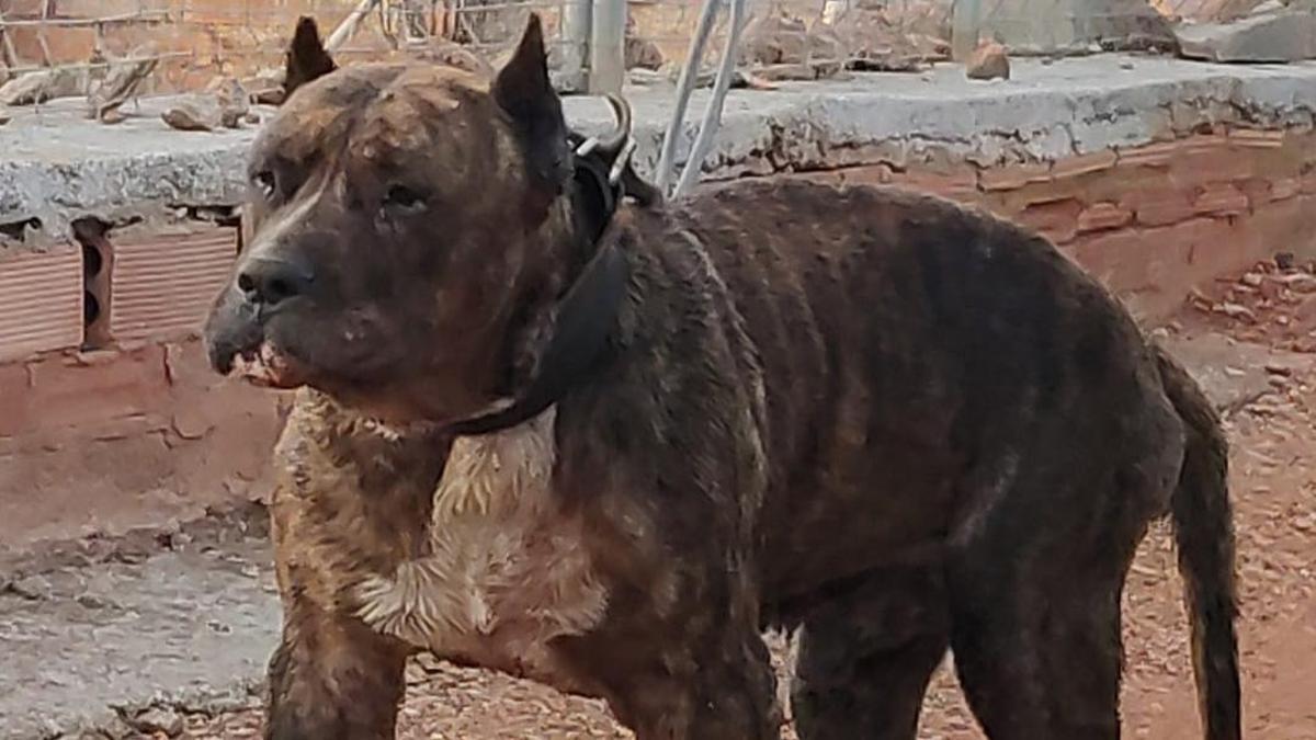 El ejemplar de dogo canario inmediatamente después de haber sido rescatado por la policía, presenta un evidente desgaste de la mandíbula inferior por tratar de salvarse.